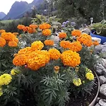 نواستفول * أولدن